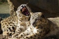 Lying family of Snow Leopard Irbis Royalty Free Stock Photo