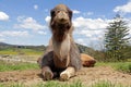 Lying female dromedary (camel)