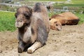 Lying female dromedary (camel)