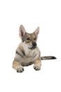 Lying female tamaskan hybrid dog puppy with flappy ears isolated on a white background looking at camera Royalty Free Stock Photo