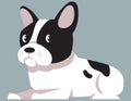 Lying French Bulldog.