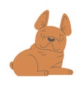 Lying French Bulldog