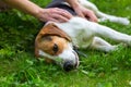 Lying on a fresh green grass dog Royalty Free Stock Photo
