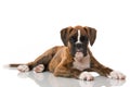 Lying boxer puppy isolated on white Royalty Free Stock Photo