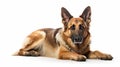 Lying german Shepard Dog_AI