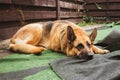 Lying german shepherd dog. Tired guard dog. Human best friend. Adult sheepdog. Adorable sad dog.