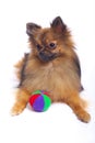 Lying German Spitz in with a color ball