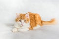 Lying ginger white long hair cat on white background