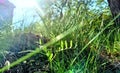 Lying in the grass under tree shade Royalty Free Stock Photo