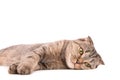 Lying gray cat on a white background Royalty Free Stock Photo