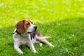 Lying on green grass dog Royalty Free Stock Photo