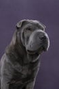 Lying grey Sharpei dog looking at the camera isolated on a purple background Royalty Free Stock Photo