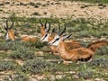 Lying Springbok, Antidorcas marsupialis, Kalahari South Africa