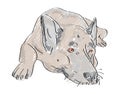 Lying hand drawn wolf-dog with sad eyes Royalty Free Stock Photo