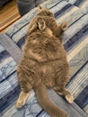 Lying on her back fat British cat Royalty Free Stock Photo