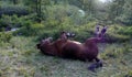 Lying horse in Altay taiga