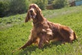 Lying irish setter