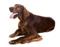 Lying Irish Setter