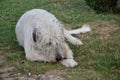 Lying Irish Wolfhound dog eats bone on the grass. The dog gnaws a bone in the garden on the lawn