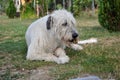 Lying Irish Wolfhound dog eats bone on the grass. The dog gnaws a bone in the garden on the lawn