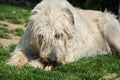 Lying Irish Wolfhound dog eats bone on the grass. The dog gnaws a bone in the garden on the lawn