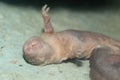 Naked mole-rat Royalty Free Stock Photo