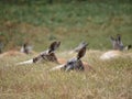 Lying kangaroos in Kansas City Zoo in Kansas City Missouri Royalty Free Stock Photo