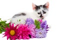 Lying kitten with flowers Royalty Free Stock Photo