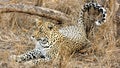 Lying Leopard Royalty Free Stock Photo
