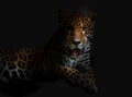 Lying leopard Royalty Free Stock Photo