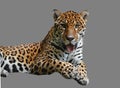 Lying leopard Royalty Free Stock Photo
