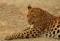 Lying leopard