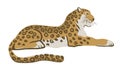 Lying leopard. Vector illustration, isolated on white Royalty Free Stock Photo