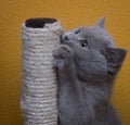 grey shorthair cat sharpen nail