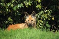 Lying maned wolf Royalty Free Stock Photo