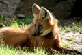 Lying maned wolf in sun Royalty Free Stock Photo
