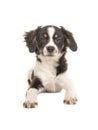 Lying mixed breed cute black and white puppy dog Royalty Free Stock Photo