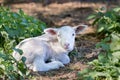 Lying newborn lamb between nettle plants