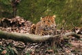 Lying north china leopard