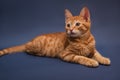 Lying orange kitten on dark blue background Royalty Free Stock Photo