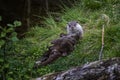 Otter sticks out tongue. Royalty Free Stock Photo