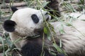 Lying panda (Giant Panda) Royalty Free Stock Photo