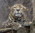 Lying persian leopard Royalty Free Stock Photo
