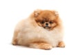 Lying pomeranian spitz