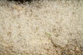 Lying poplar fluff Royalty Free Stock Photo