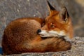 A closeup red fox on a rock Royalty Free Stock Photo