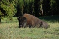 Lying resting buffalo (bison) on ground
