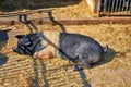 Lying saddle pig in an open stable. SchwÃÂ¤bisch HÃÂ¤llisches Saddleback pig