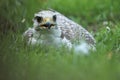 Lying saker falcon Royalty Free Stock Photo