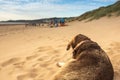 lying in sand on the beach